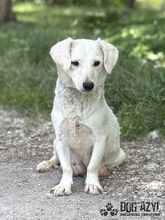 MILKIE, Hund, Mischlingshund in Slowakische Republik - Bild 3
