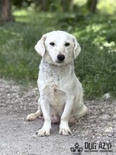 MILKIE, Hund, Mischlingshund in Slowakische Republik - Bild 4