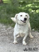 MILKIE, Hund, Mischlingshund in Slowakische Republik - Bild 5
