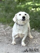 MILKIE, Hund, Mischlingshund in Slowakische Republik - Bild 6