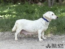 MILKIE, Hund, Mischlingshund in Slowakische Republik - Bild 7