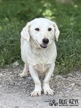 MILKIE, Hund, Mischlingshund in Slowakische Republik - Bild 8