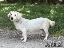 MILKIE, Hund, Mischlingshund in Slowakische Republik - Bild 9
