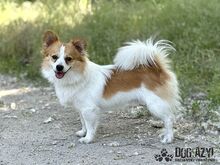 CORCHI, Hund, Mischlingshund in Slowakische Republik - Bild 1