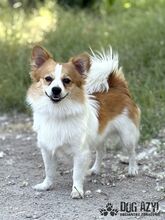 CORCHI, Hund, Mischlingshund in Slowakische Republik - Bild 2