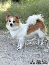 CORCHI, Hund, Mischlingshund in Slowakische Republik - Bild 3