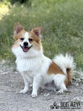CORCHI, Hund, Mischlingshund in Slowakische Republik - Bild 4