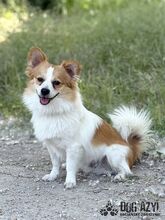 CORCHI, Hund, Mischlingshund in Slowakische Republik - Bild 5