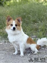 CORCHI, Hund, Mischlingshund in Slowakische Republik - Bild 6