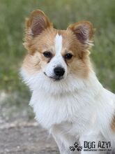 CORCHI, Hund, Mischlingshund in Slowakische Republik - Bild 7