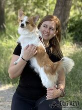 CORCHI, Hund, Mischlingshund in Slowakische Republik - Bild 8