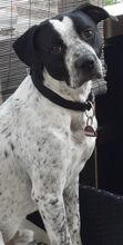 AKIM, Hund, Mischlingshund in Saarbrücken - Bild 1