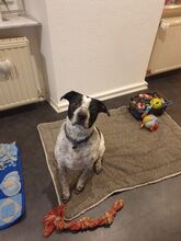AKIM, Hund, Mischlingshund in Saarbrücken - Bild 2