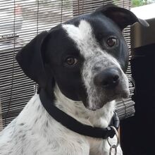 AKIM, Hund, Mischlingshund in Saarbrücken - Bild 3