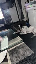AKIM, Hund, Mischlingshund in Saarbrücken - Bild 4