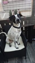 AKIM, Hund, Mischlingshund in Saarbrücken - Bild 5