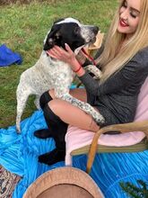 AKIM, Hund, Mischlingshund in Saarbrücken - Bild 7