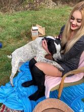 AKIM, Hund, Mischlingshund in Saarbrücken - Bild 8