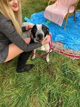 AKIM, Hund, Mischlingshund in Saarbrücken - Bild 9