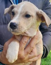 LOIS, Hund, Husky-Mischling in Kroatien - Bild 3
