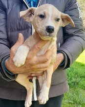 LOIS, Hund, Husky-Mischling in Kroatien - Bild 4