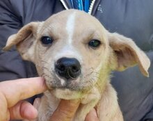 LOIS, Hund, Husky-Mischling in Kroatien - Bild 5