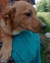 LITTLEFREN, Hund, Husky-Mischling in Kroatien - Bild 2