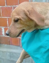 LITTLEFREN, Hund, Husky-Mischling in Kroatien - Bild 3