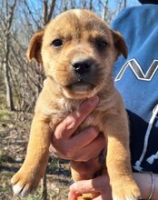 LITTLEFREN, Hund, Husky-Mischling in Kroatien - Bild 7