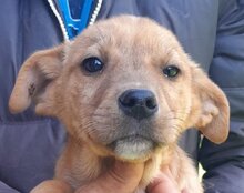 LITTLEFREN, Hund, Husky-Mischling in Kroatien - Bild 9