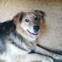 ANDOR, Hund, Mischlingshund in Hünfelden - Bild 1