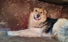 ANDOR, Hund, Mischlingshund in Hünfelden - Bild 2