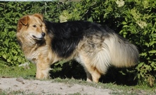 ANDOR, Hund, Mischlingshund in Hünfelden - Bild 3