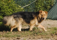 ANDOR, Hund, Mischlingshund in Hünfelden - Bild 4