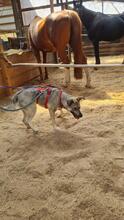 AURORA, Hund, Mischlingshund in Kerpen - Bild 2