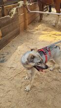 AURORA, Hund, Mischlingshund in Kerpen - Bild 3