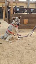 AURORA, Hund, Mischlingshund in Kerpen - Bild 4