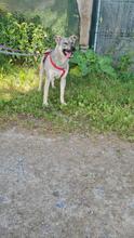 AURORA, Hund, Mischlingshund in Kerpen - Bild 5