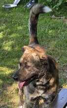 GARDIBUDDY, Hund, Mischlingshund in Melle - Bild 1