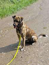 GARDIBUDDY, Hund, Mischlingshund in Melle - Bild 2