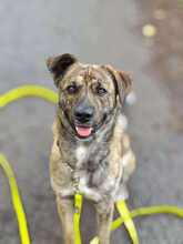 GARDIBUDDY, Hund, Mischlingshund in Melle - Bild 3