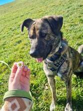 GARDIBUDDY, Hund, Mischlingshund in Melle - Bild 4
