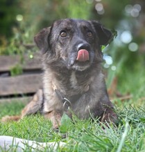 LUCY, Hund, Mischlingshund in Hünfelden - Bild 1