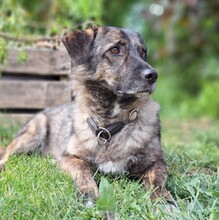 LUCY, Hund, Mischlingshund in Hünfelden - Bild 2