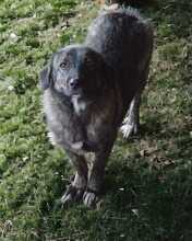 LUCY, Hund, Mischlingshund in Hünfelden - Bild 3