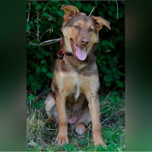 LATE, Hund, Deutscher Schäferhund-Mix in Kroatien - Bild 1