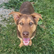 LATE, Hund, Deutscher Schäferhund-Mix in Kroatien - Bild 2