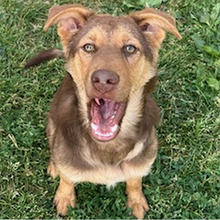 LATE, Hund, Deutscher Schäferhund-Mix in Kroatien - Bild 3