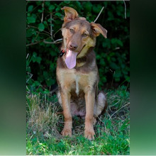 LATE, Hund, Deutscher Schäferhund-Mix in Kroatien - Bild 4