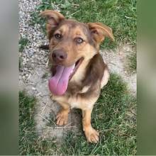 LATE, Hund, Deutscher Schäferhund-Mix in Kroatien - Bild 5